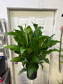 Spathiphyllum Maracay