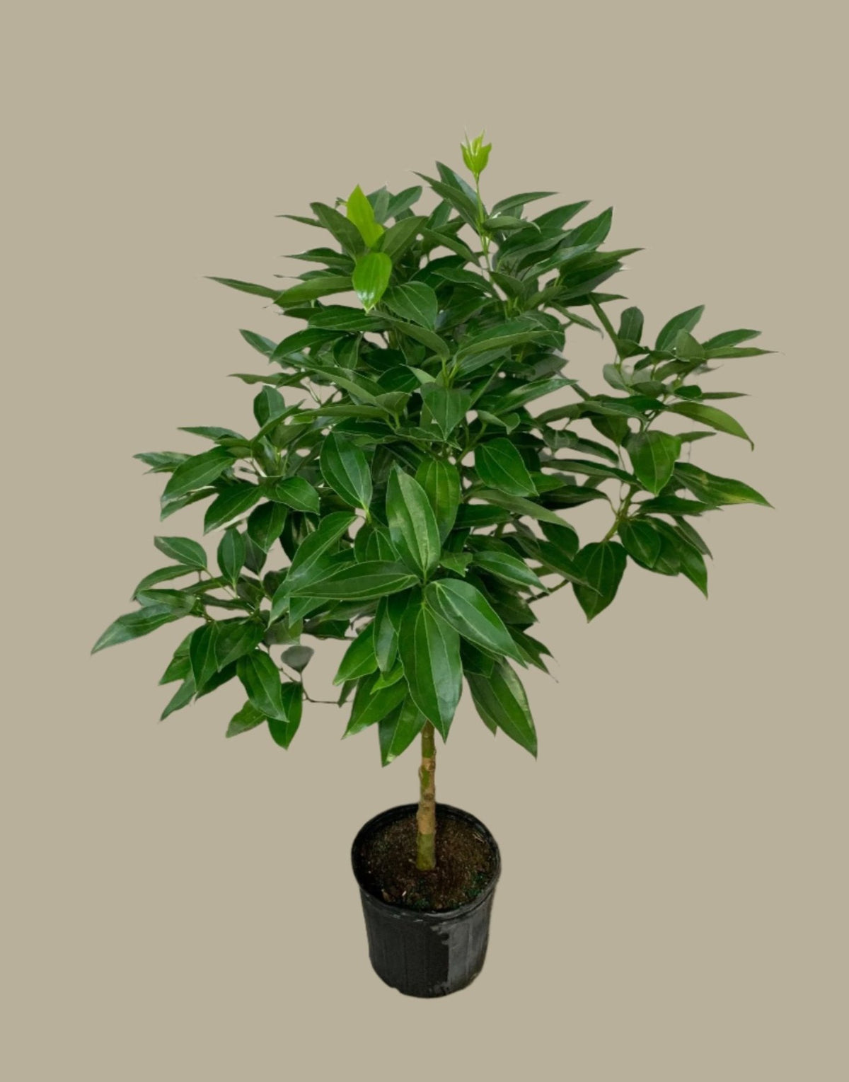 cinnamon tree plant for sale Cinnamon Tree