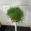 Clearance - Soleirolia Soleirolii - Baby's Tears