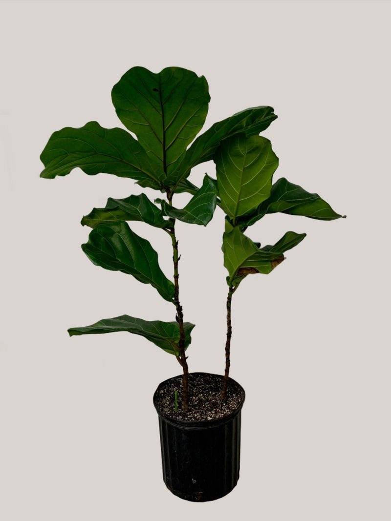 Clearance - Ficus Lyrata - Bush