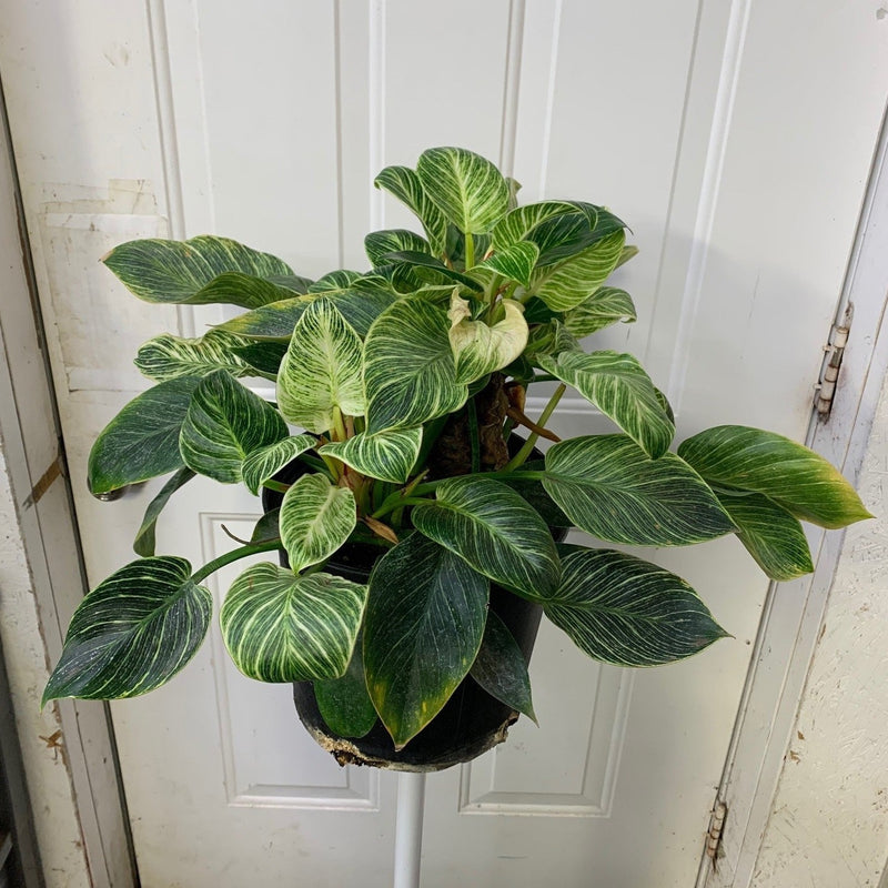Clearance Philodendron - Birkin