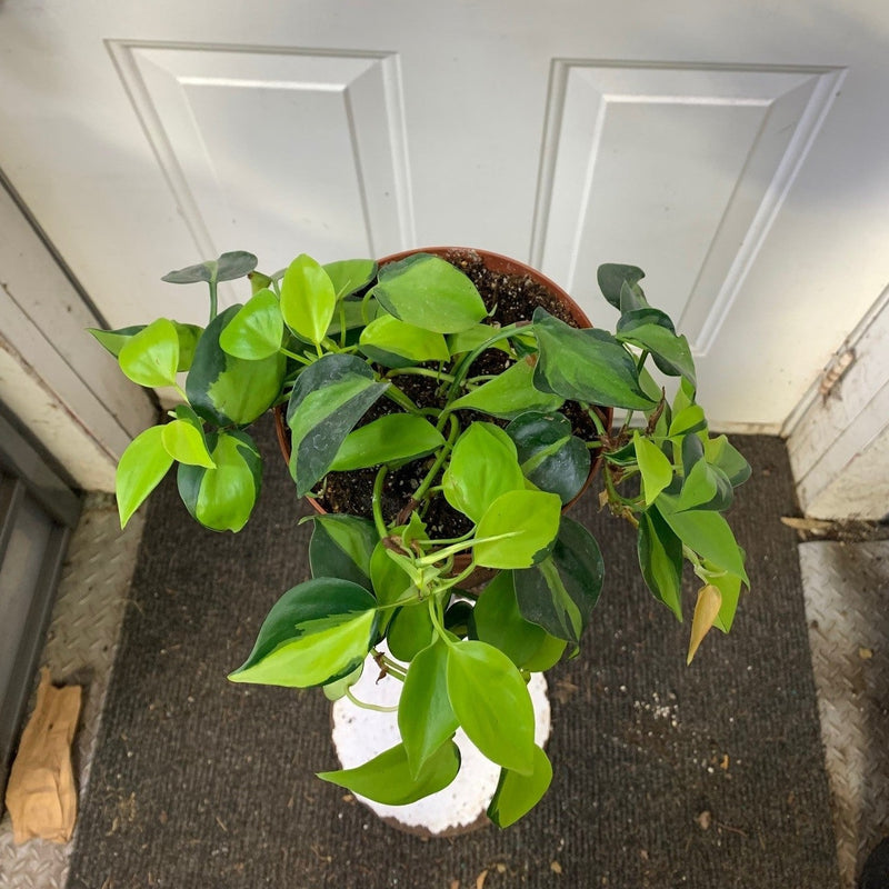 Clearance - Philodendron Cordatum - 'Brasil'