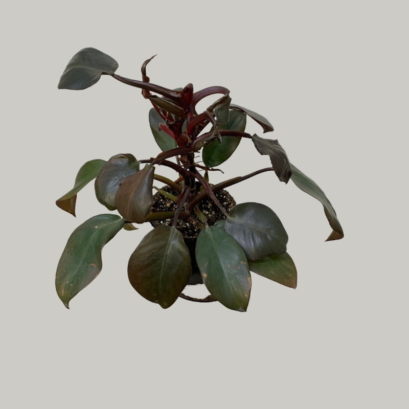 Philodendron Erubescens - Cardinal noir