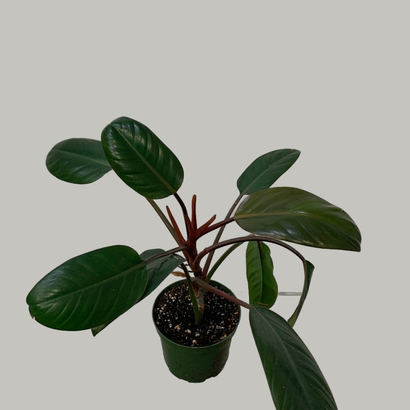 Clearance - Philodendron Erubescens - Black Cardinal