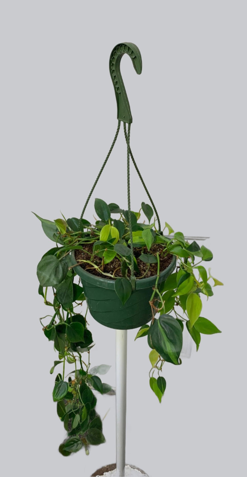Clearance - Philodendron Cordatum - 'Brasil'