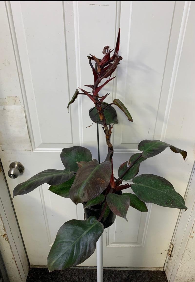 Clearance - Philodendron 'McColley's finale' - Collector's plant