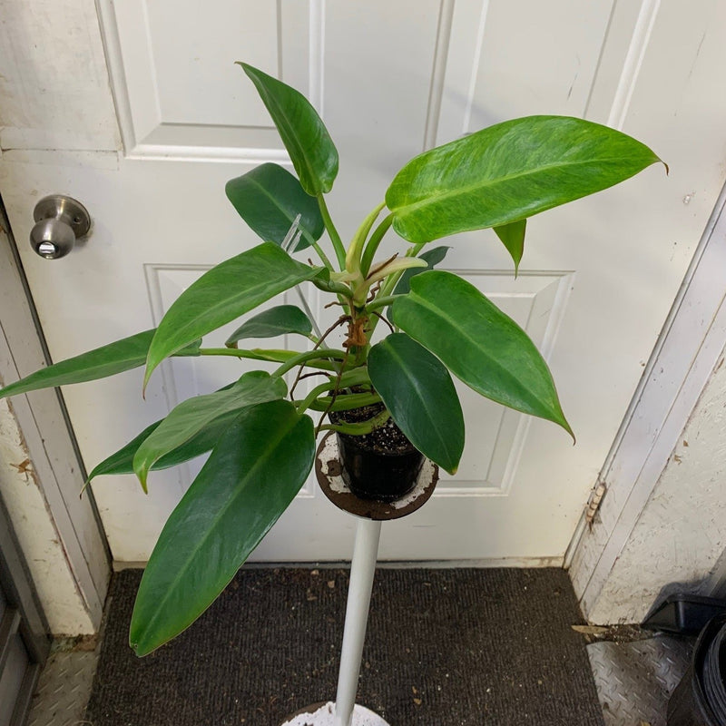 Clearance - Philodendron Painted Lady