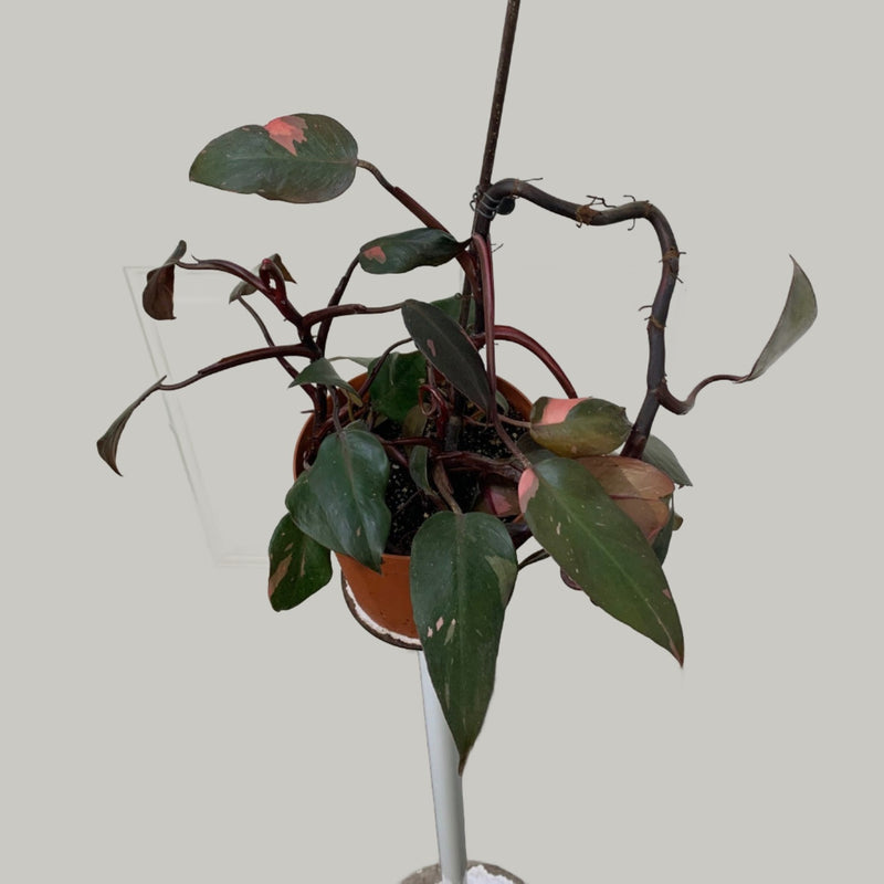 Philodendron erubescens - Princesse rose