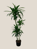 Dracaena deremensis 'Janet Craig