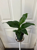 Spathiphyllum 'SENSATION' - Romeo