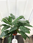 Aglaonema SP