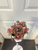 Fittonia Albivenis - 'Red Anne'