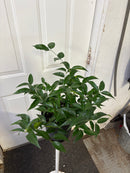Jasminium Illicifolium