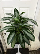 Aglaonema Jubilee