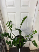 Clearance -  Zamioculcas zamiifolia (ZZ)