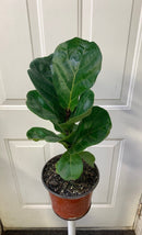 Ficus Lyrata Bambino