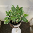 Ficus Benjamina 'Starlight'