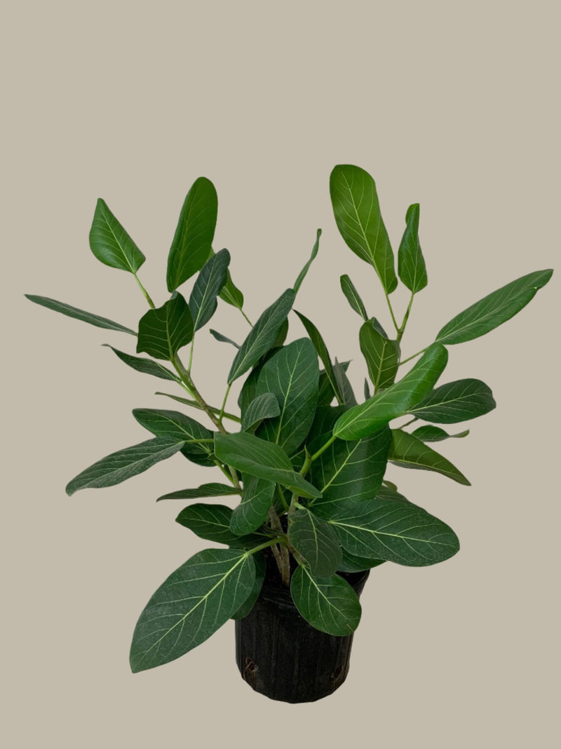 Ficus benghalensis - Ficus Audrey Bush