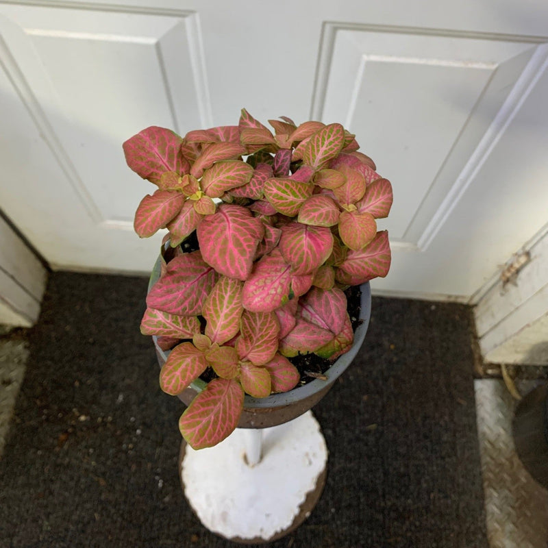 Fittonia Albivenis - 'Pink Hybrid Rose'