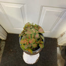 Fittonia Albivenis - 'Skeleton'