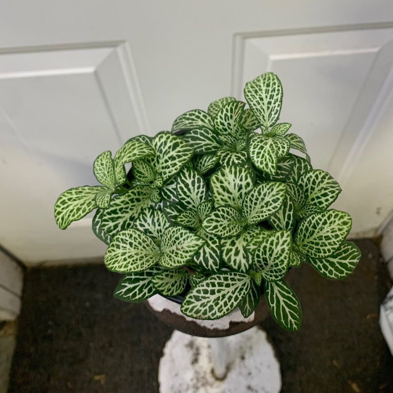 Fittonia Albivenis Verschaffeltii - Mini-feuille