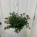 Columnea Nematanthus - Goldfish Black & Gold