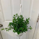 Columnea nematanthus - Goldfish Mini Green