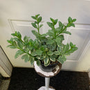 Columnea Nematanthus - Goldfish Variegated