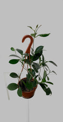 Hoya Australis