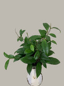 Hoya Pubicalyx