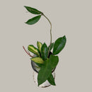 Hoya - Krimson Queen