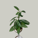 Hoya Pubicalyx - Splash
