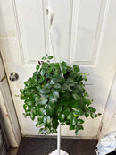 Aeschynanthus Mona Lisa - Rouge à lèvres