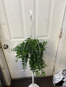 Aeschynanthus gracilis 'Mira' - Rouge à Lèvres Mira