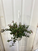 Columnea Nematanthus - Goldfish Black & Gold