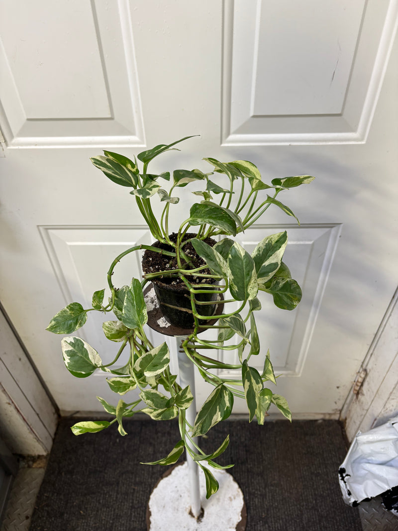 Epipremnum aureum - Pothos 'Jade et perle