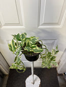 Epipremnum aureum - Pothos 'Jade and pearl'