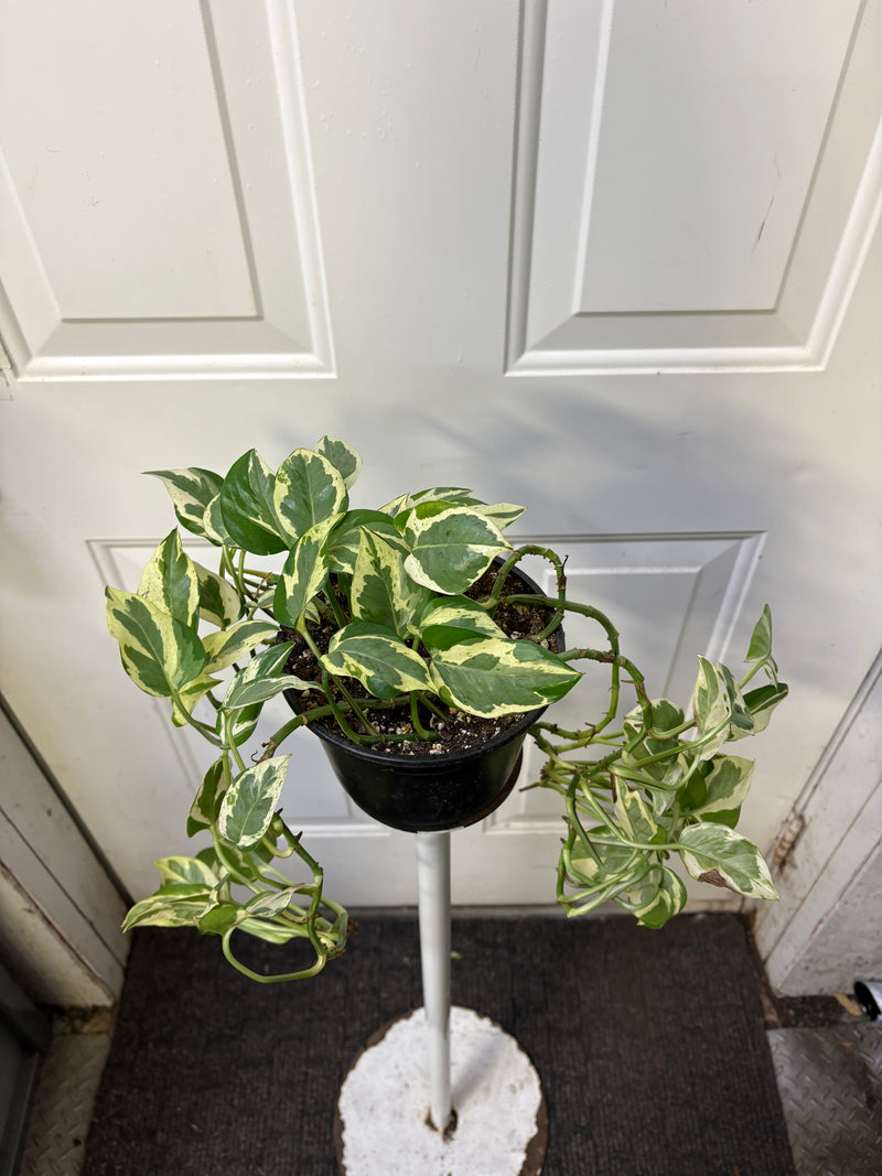 Epipremnum aureum - Pothos 'Jade et perle