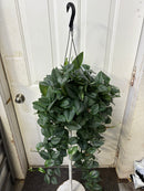 Scindapsus Treubii 'Moonlight'