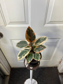 Ficus Elastica - Rubra