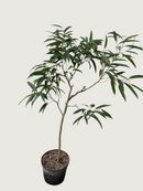Clearance - Ficus Maclellandii - Ficus Alii