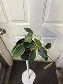 Clearance - Hoya Macrophylla