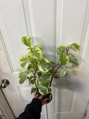 Peperomia Obtusifolia Variegated