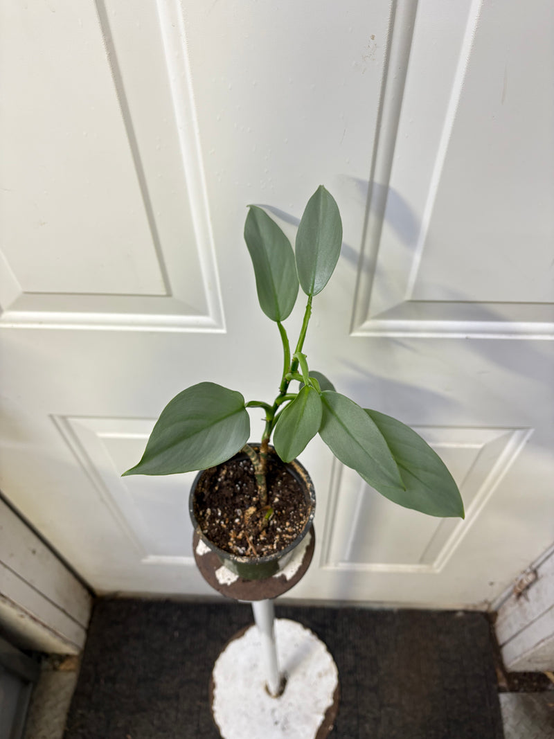 Sale - Philodendron hastatum - Silver Sword - Rare