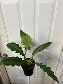 Philodendron stenolobum