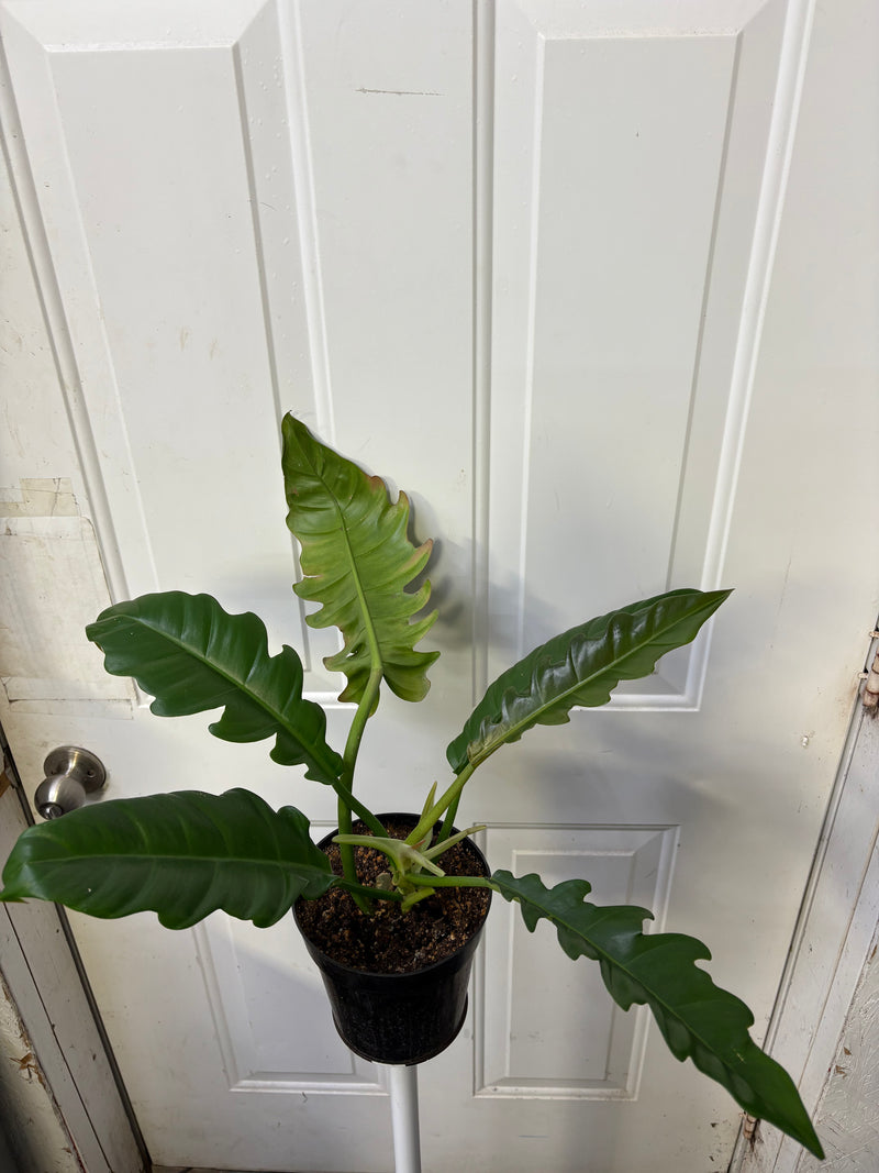 philodendron stenolobum Philodendron stenolobum
