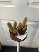 Mammillaria elongata 'Lemon' (citron)