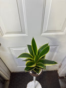 Sansevieria Golden SP