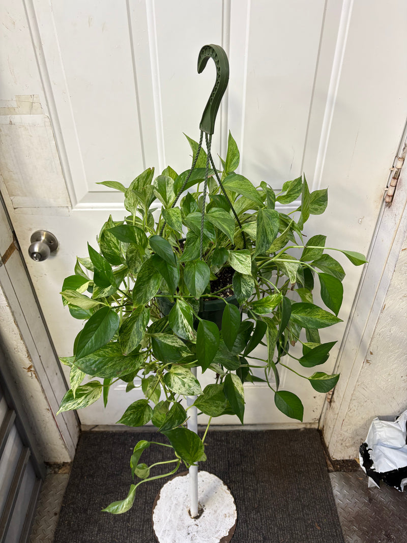 Epipremnum aureum - Pothos 'Marble queen'