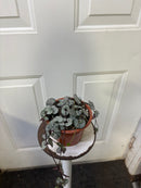 Ceropegia woodii - String of Hearts Silver glory